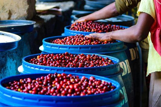 The Science Behind the Sip: Why Anaerobic Coffees Taste So Remarkably Good - Inspirato Coffee